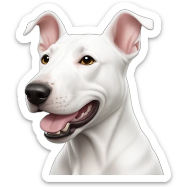 Completely White bull terrier with black right ear sticker