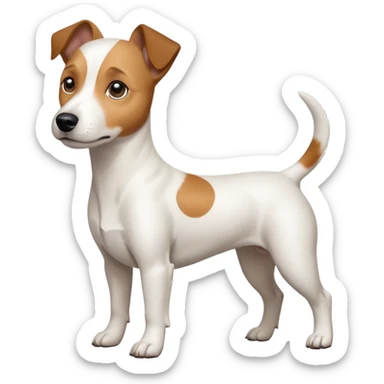 a full body white jack russel looking dog the size of a kelpie with light brown ears and a light brown patch on one eye, flopped down ears and a large snout sticker