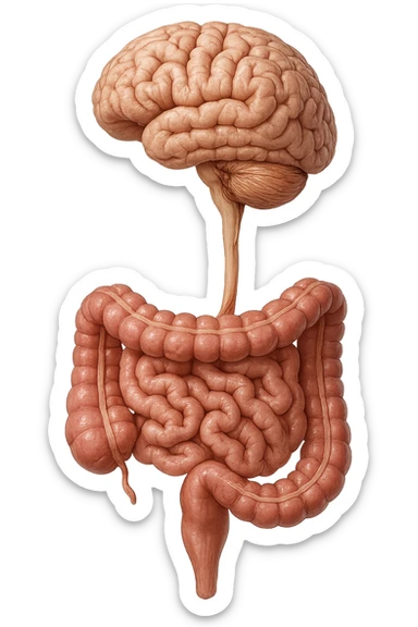 intestino e cervello sono collegati verticalmente, iperrealistico 4k sticker