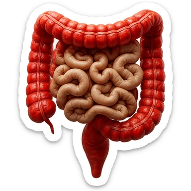 intestino umano anatomico realistico con gonfiori e rossori sul colon iperrealistico 4k sticker