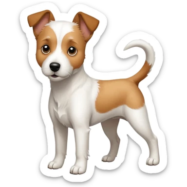 a full body large white parson russell terrier looking dog the size of a kelpie with light brown ears and a light brown patch on one eye and a large snout sticker