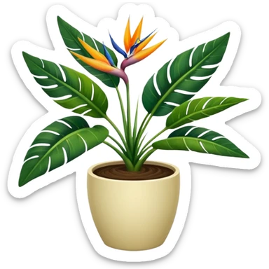 Bird of paradise leafy plant in cream pot no white between leaves no background sticker