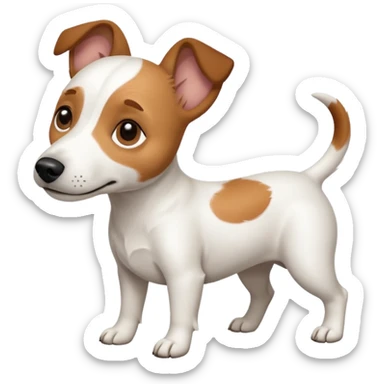 a full body white jack russel looking dog the size of a kelpie with light brown ears and a light brown patch on one eye, flopped down ears and a large snout sticker