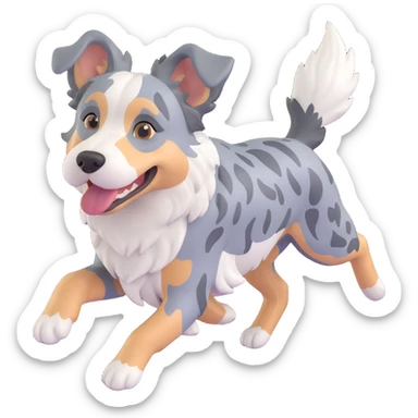 berger américain merle bleu (poil noir plutot que gris/bleu, blanc et marron)  en train de courir sur plage  sticker