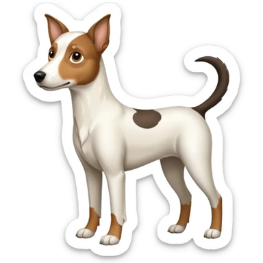 a full body large white floppy eared parson russell looking dog the size of a kelpie with light brown ears and a light brown patch on one eye and a large snout sticker