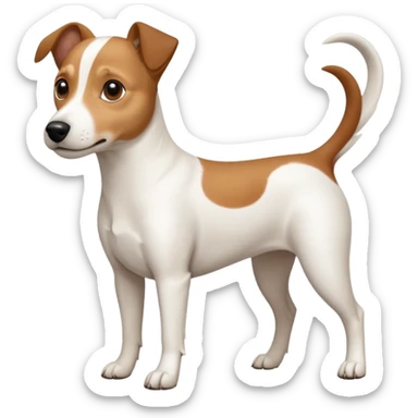 a full body white jack russel looking dog the size of a kelpie with light brown ears and a light brown patch on one eye and a large snout sticker