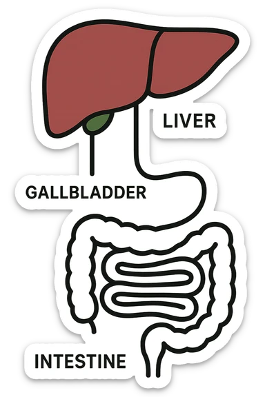 Connessione visiva con linee fegato , intestino e cistifellea sticker