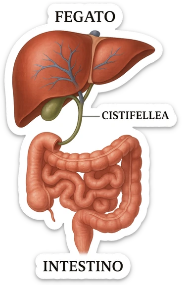 Connessione, fegato , intestino e cistifellea sticker