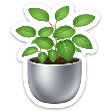 Young sprouts of Plectranthus Verticillatus with round circular leaves in a silver metallic pot sticker