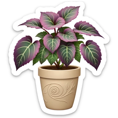 Begonia Rex plant with only greenish-purple spiral patterned leaves in a beige pot, no flowers sticker