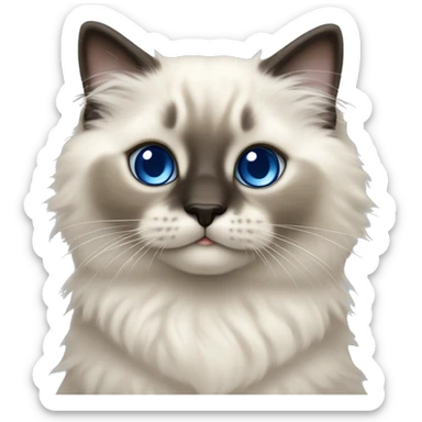 Seal colorpoint ragdoll kitten with brown nose and sapphire blue eyes sticker