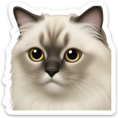 a himalayan birman cat with grey eyes sticker