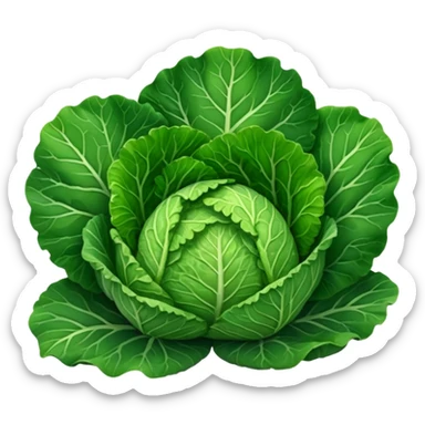 Savoy cabbage sticker