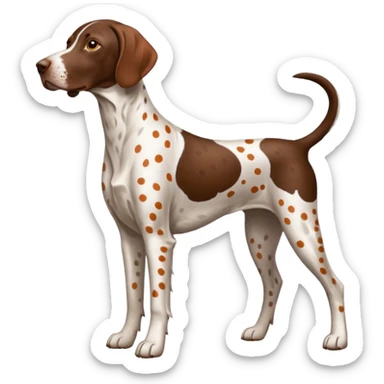 white and orange spotted german short haired pointer sticker