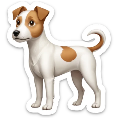 a full body large white parson russell terrier looking dog the size of a kelpie with light brown long ears and a light brown patch on one eye and a large snout sticker