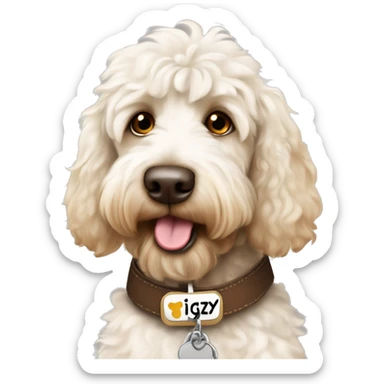 White and brown patched labradoodle dog with collar on and name tag with the name ziggy sticker