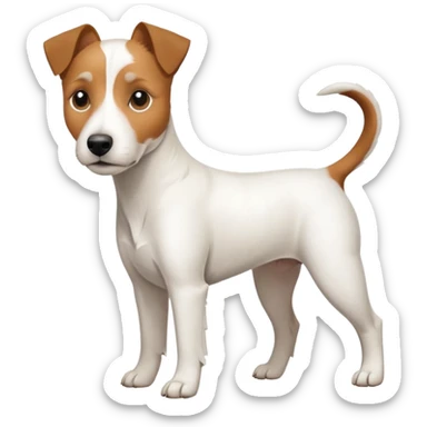 a full body large white parson russell terrier looking dog the size of a kelpie with light brown ears and a light brown patch on one eye and a large snout sticker