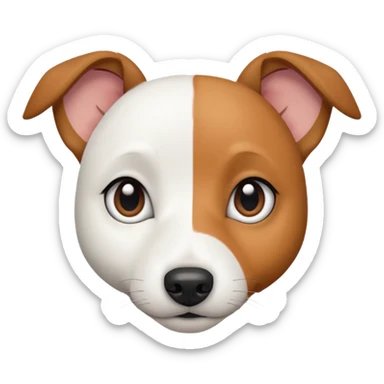 a fully white jack russell the size of a kelpie with a half white face sticker