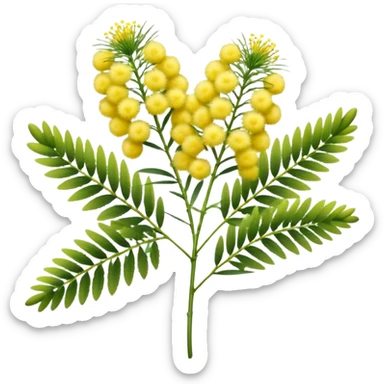 cluster of mimosa flowers, fluffy round yellow blossoms with filament-like petals, on slender green stems with feathery leaves, vibrant soft early spring look, apple emoji style, soft lighting, transparent background, emoji scale sticker