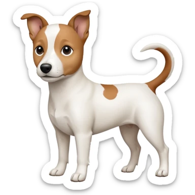 a fully white jack russell the size of a kelpie with a half white face sticker