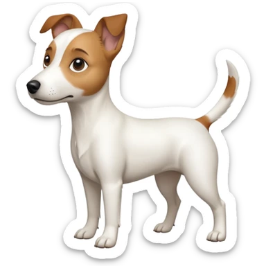 a full body white jack russel looking dog the size of a kelpie with light brown ears and a light brown patch on one eye, flopped down ears and a large snout sticker