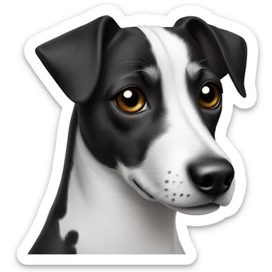 Jack Russell with a black head and a white spot on his nose and forehead, and a body in black and white spots sticker