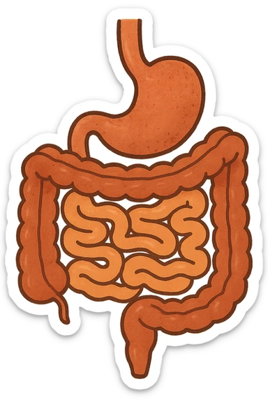 Anatomical illustration of the human digestive system, showing the colon, small intestine, and large intestine. Smooth 3D style, soft shading, clean and simple design.
 sticker