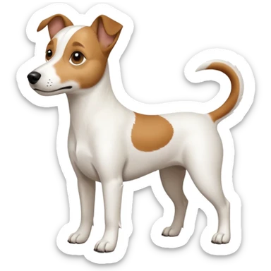 a full body white jack russel looking dog the size of a kelpie with light brown ears and a light brown patch on one eye, flopped down ears and a large snout sticker