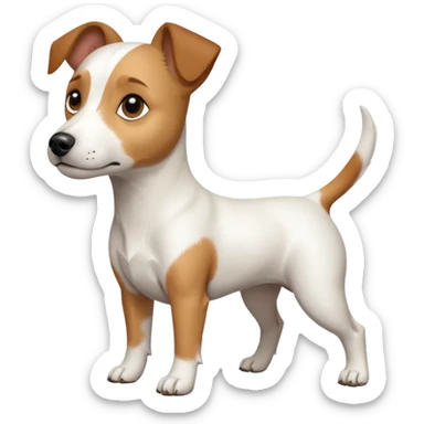 a full body white jack russel looking dog the size of a kelpie with light brown ears and a light brown patch on one eye, flopped down ears and a large snout sticker