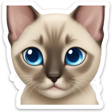 tonkinese kitten with bright blue eyes  sticker