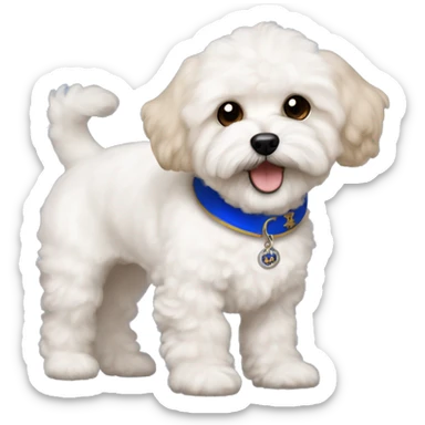 white maltipoo dog with light brown ears and a little brown fur on the mouth, black nose and black eyes, and a royal blue collar sticker