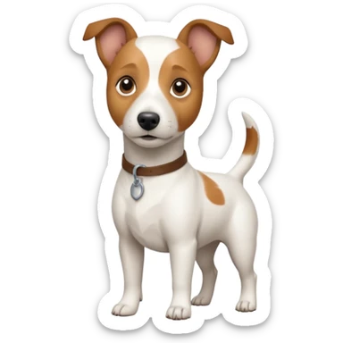 a full body white jack russel looking dog the size of a kelpie with light brown ears and a light brown patch on one eye and a large snout sticker
