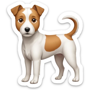 a full body large white parson russell terrier looking dog the size of a kelpie with light brown long ears and a light brown patch on one eye and a large snout sticker