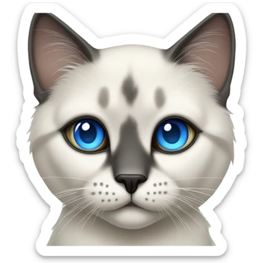 Sweetest Neva Masquerade Cat with blue eyes  sticker