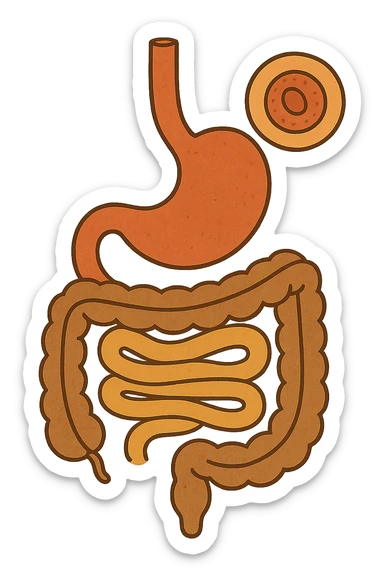 Anatomical illustration of the human digestive system, showing a cell, small intestine, and large intestine. Smooth 3D style, soft shading, clean and simple design.
 sticker