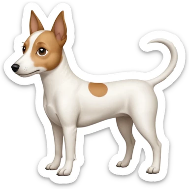 a full body white jack russel looking dog the size of a kelpie with light brown ears and a light brown patch on one eye and a large snout sticker
