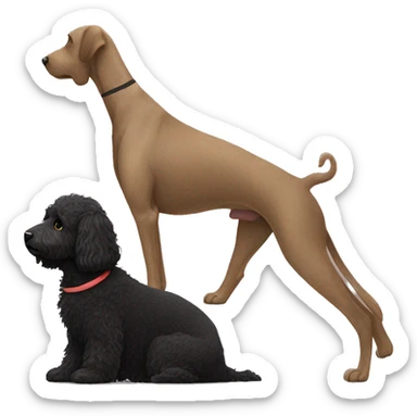 Black labradoodle doing downward dog yoga pose sticker