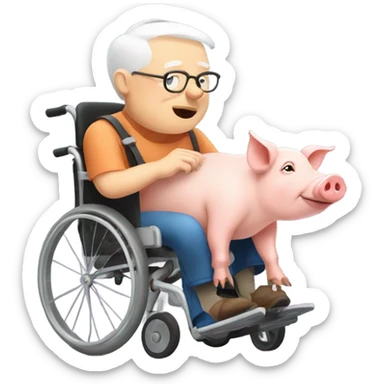 Old pig on wheelchair eating sticker