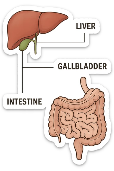 Connessione visiva con linee fegato , intestino e cistifellea sticker