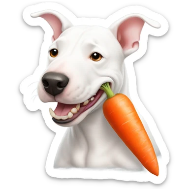 White bull terrier eating a carrot  sticker