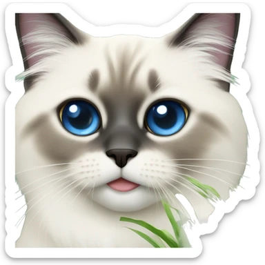 blue eye birman cat eating grass sticker