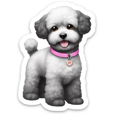 Black bichon dog with the tiniest amount of gray and a pink collar sticker