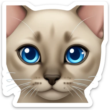 tonkinese kittens head with bright blue eyes  sticker