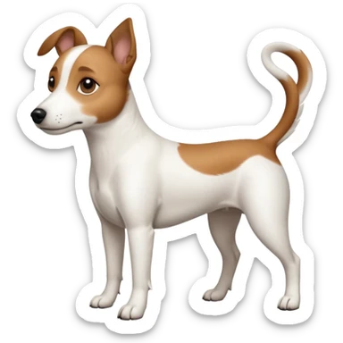 a full body white jack russel looking dog the size of a kelpie with light brown ears and a light brown patch on one eye, flopped down ears and a large snout sticker
