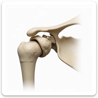 detailed right anatomical scapula, isolated on white background, realistic style, posterior view sticker