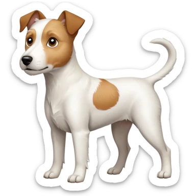 a full body large white parson russell terrier looking dog the size of a kelpie with light brown long ears and a light brown patch on one eye and a large snout sticker