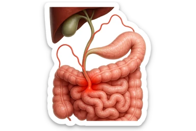 CISTIFELLEA E INTESTINO SONO COLLEGATI NEL DOLORE, iperrealistico 4k sticker