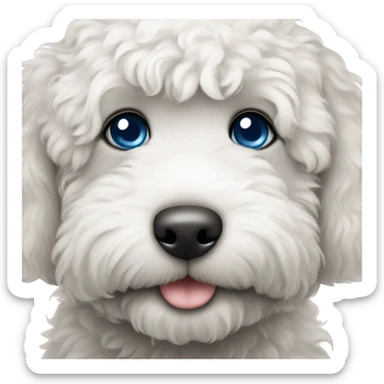 Black and white labradoodle puppy with one blue eye sticker