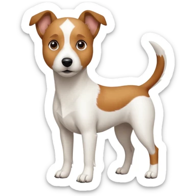 a full body white jack russel looking dog the size of a kelpie with light brown ears and a light brown patch on one eye and a large snout sticker