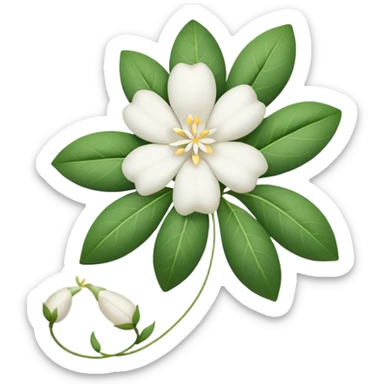 All jasmine flowers are tied together with white thread the thread should not be visible sticker